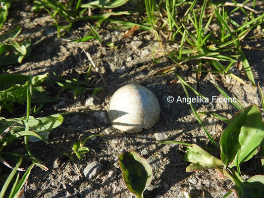 Eierschale Amsel © Mag. Angelika Ficenc