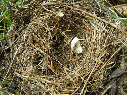 noch nicht bestimmtes Nest, Baumetrial kleine Äste, Nadeln und Gras  © Mag. Angelika Ficenc
