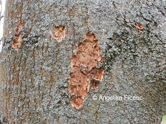 Schwarzspecht Hackspuren © Mag. Angelika Ficenc