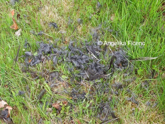 Rupfung © Mag. Angelika Ficenc