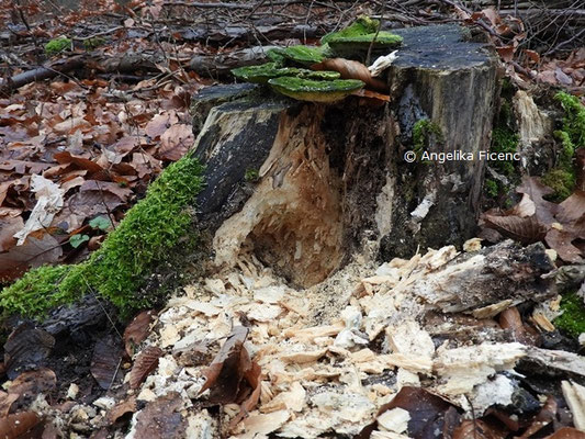 Fraßspuren eines Schwarzspechts © Mag. Angelika Ficenc