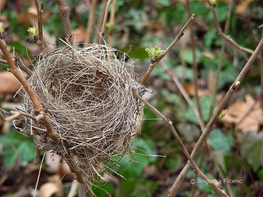 unbestimmtes Nest  © Mag. Angelika Ficenc