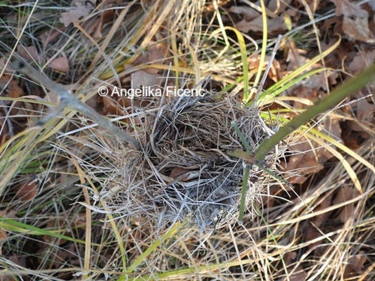 Vogelnest © Mag. Angelika Ficenc