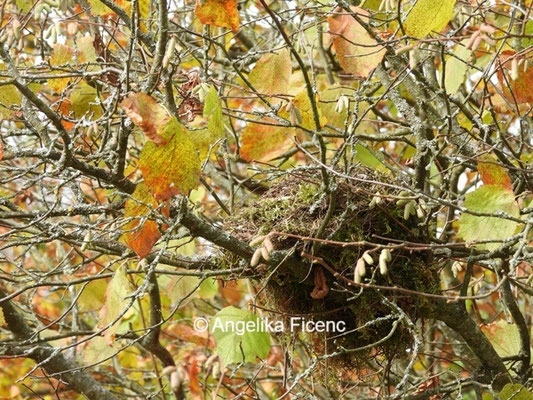 Vogelnest © Mag. Angelika Ficenc