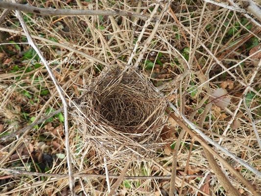 Vogelnest © Mag. Angelika Ficenc