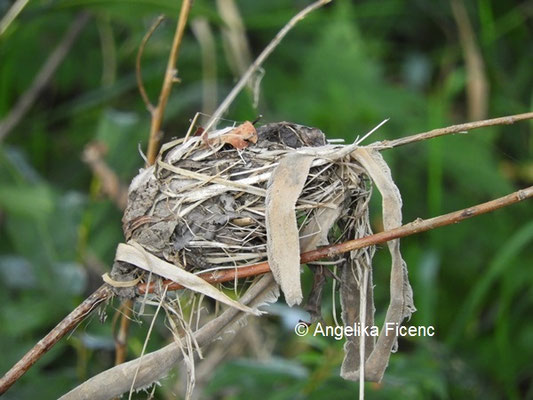 Unbestimmtes Vogelnest Oktober 2021  © Mag. Angelika Ficenc