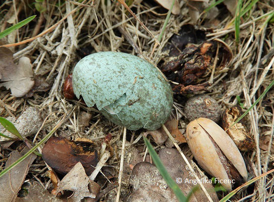 Eierschale, Außenseite, Amsel  © Mag. Angelika Ficenc