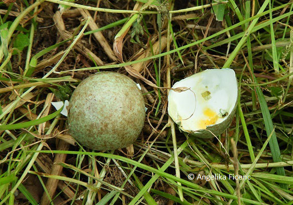 Ei einer Amsel, Außen- und Innenseite   © Mag. Angelika Ficenc