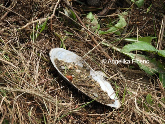 Gemeine Teichmuschel © Mag. Angelika Ficenc