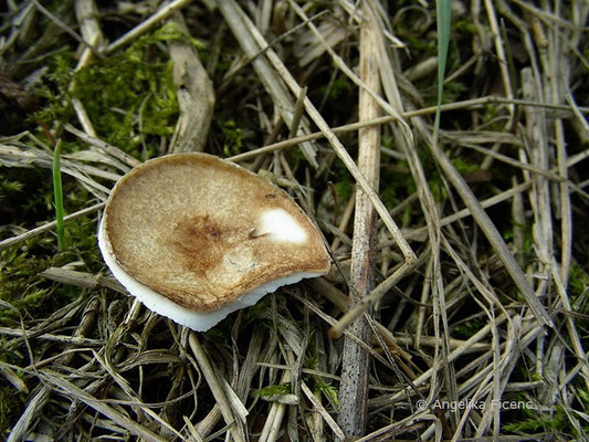 Kalkdeckel, Gehäuse der Weinbergschnecke © Mag. Angelika Ficenc