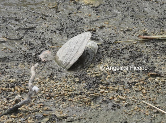 Gemeine Teichmuschel © Mag. Angelika Ficenc