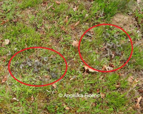 Rupfung © Mag. Angelika Ficenc