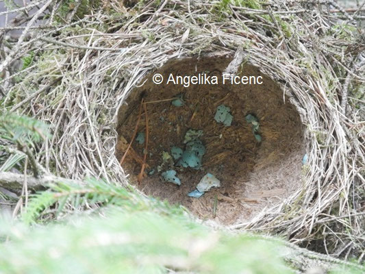 Nest Singdrossel © Mag. Angelika Ficenc