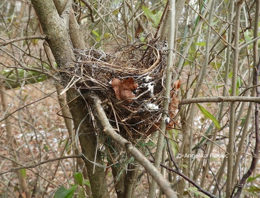 unbestimmtes Nest  © Mag. Angelika Ficenc