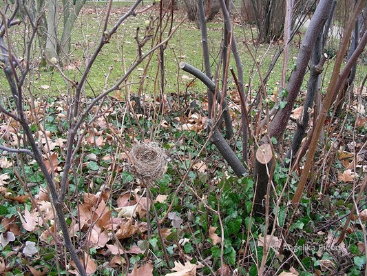 unbestimmtes Nest  © Mag. Angelika Ficenc