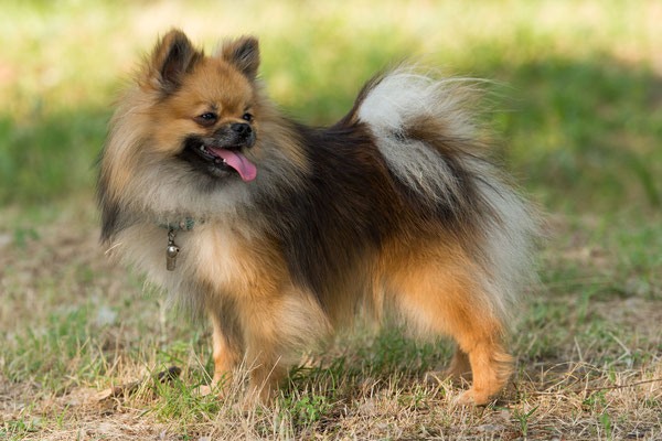 Elevage Pomsky France Prix Sandra Elevage Pomsky Pomeranian Elevage Pomsky France Prix Sandra Elevage Pomsky Pomeranian