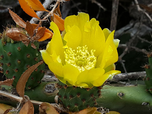 Flor amarilla de tunera - Cuesta Verde