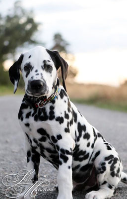 Pongo (S-Wurf 2020)