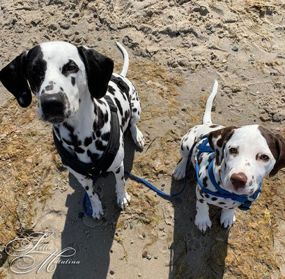 Tilda (R-Wurf 2020) mit ihrer großen "Schwester" Annie