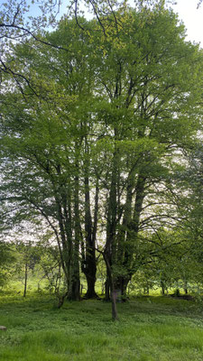 InspirAre retreat Center, bei Bremen