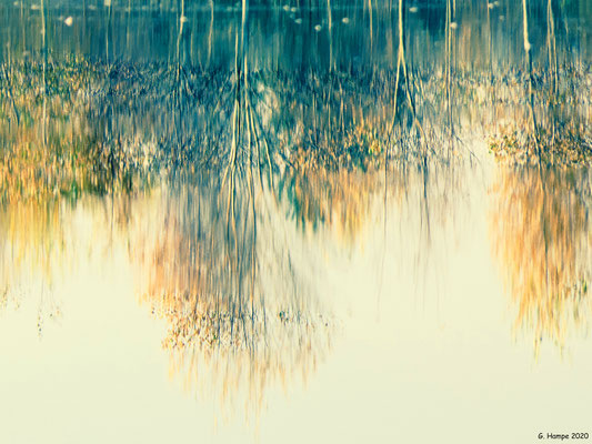 Reflection of autumn trees