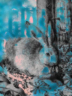 The rabbit