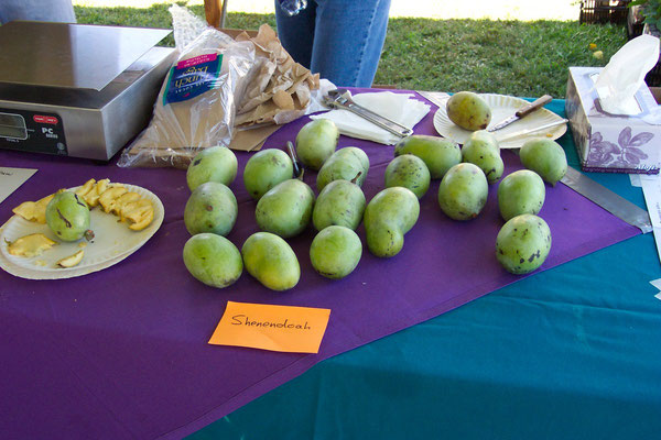 Selling Peterson Pawpaws at the farmers market