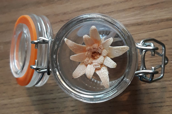 Edelweiss im Glas