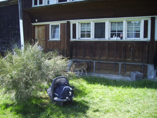 Auf der Alp in Hundwil AR