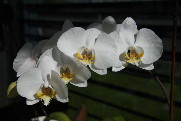 #1 Orchideen