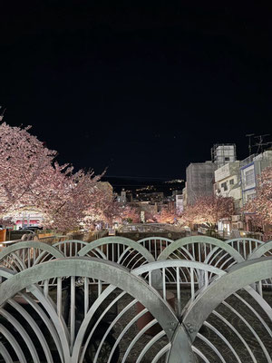 熱海　糸川沿い熱海桜　2月上旬～中旬