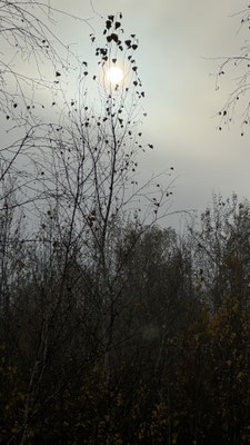 Wildwechsel 2: Nachtstimmung – Mondlicht über dem Wald