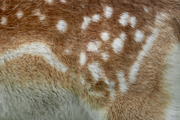 Gerbkurs: Räuchern & Trocknen – Wildleder nach traditioneller Art