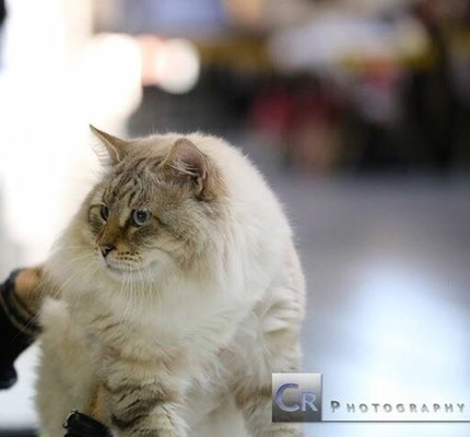 Expo Mondiale Monza 2016 Gatti Siberiani Fairykarismas Jimdopage
