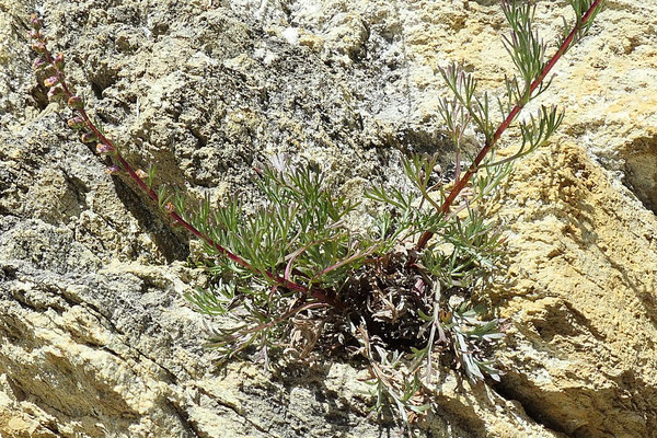 Artemisia campestris (Feld-Beifuss)
