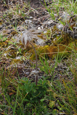 Pulsatilla vernalis (Frühlings-Anemone)