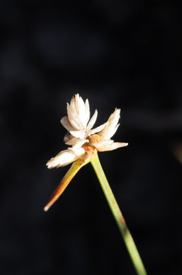 Carex baldensis (Monte Baldo-Segge)