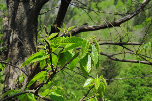 Castanea sativa ( Edel-Kastanie)