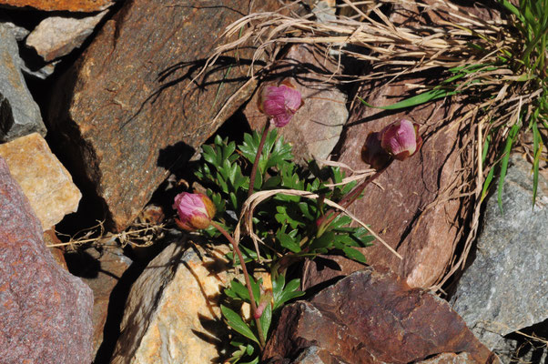 Ranunculus glacialis ( Gletscher-Hahnenfuss)