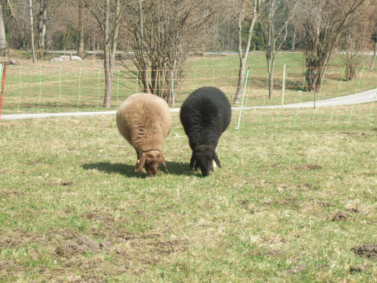 Die beiden trächtigen Schafe Maria und Sofie grasen nebeneinander