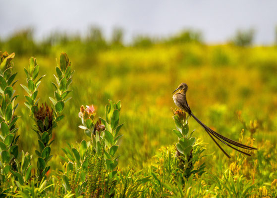 Meerkat in Oudtshoorn, South Africa