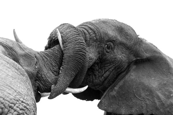Elephant bulls fighting at Addo Elephant National Park, South Africa
