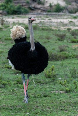 A male Ostrich at Fort Governors Estate