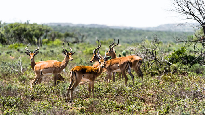 A bachelor herd of Impala at Fort Governors Estate, South Africa
