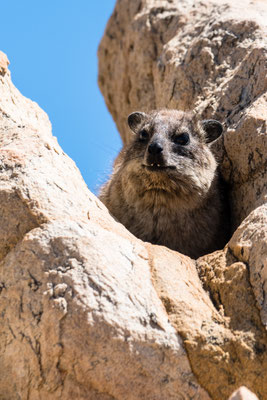A dassie at Stony Point Nature Reserve, South Africa
