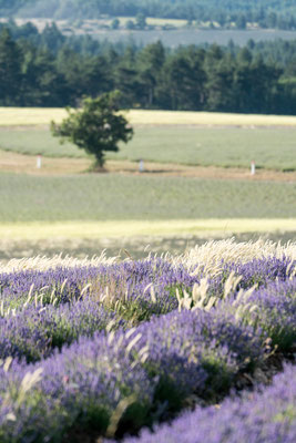 Lavender fields around the Sault area, Provence