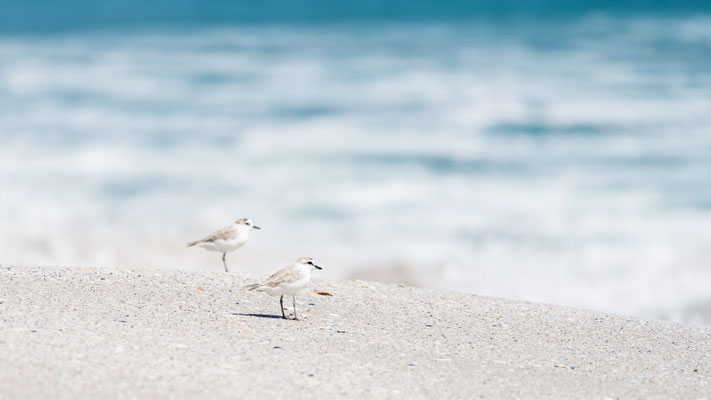 Two little stints at the Walker Bay Nature Reserve, South Africa