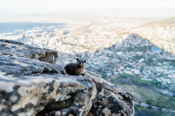 A rock dassie sitting on the Lion's Head in Capetown, South Africa