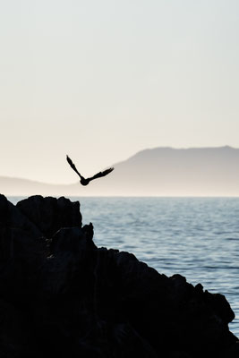 A cormorant flying towards False Bay from the Rooi-Els seal colony, South Africa