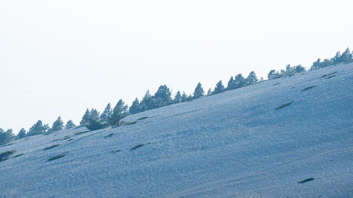Trees on the slopes of Mont Ventoux